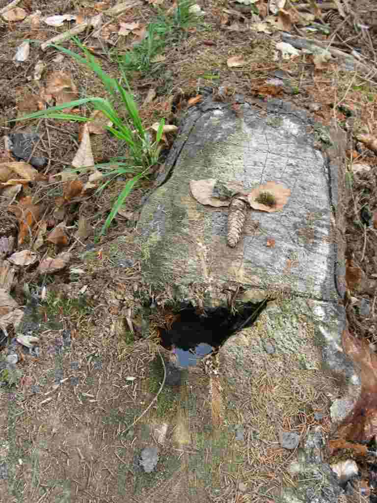 Baumgesicht