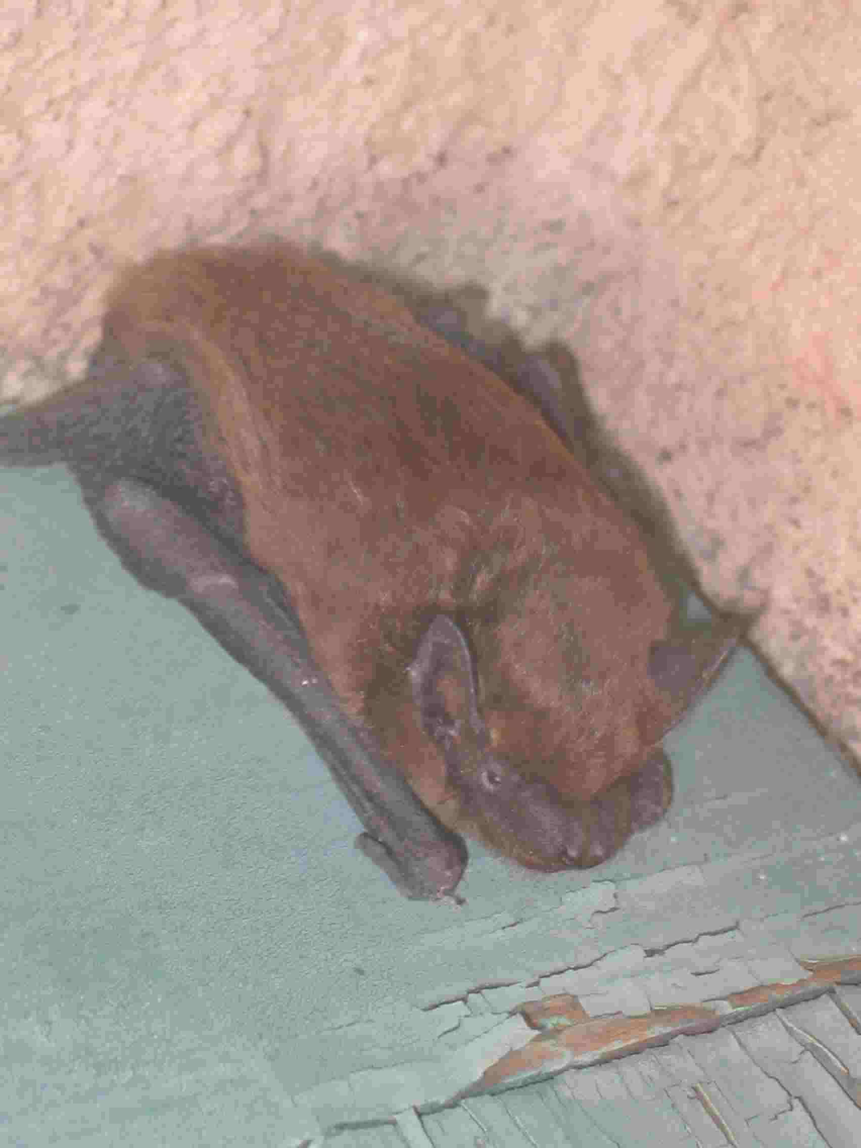Fledermaus