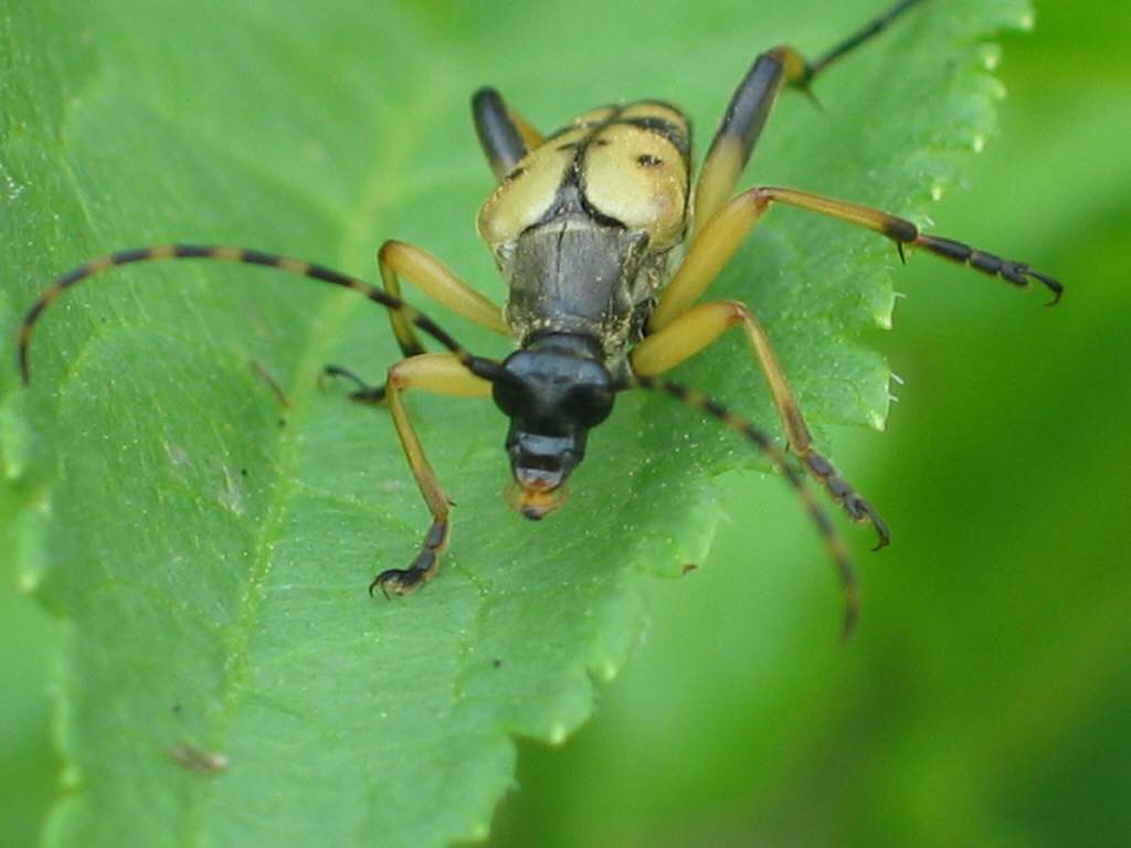 K&auml;fer2