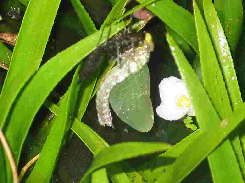 frischgeschl&uuml;pfte Libelle