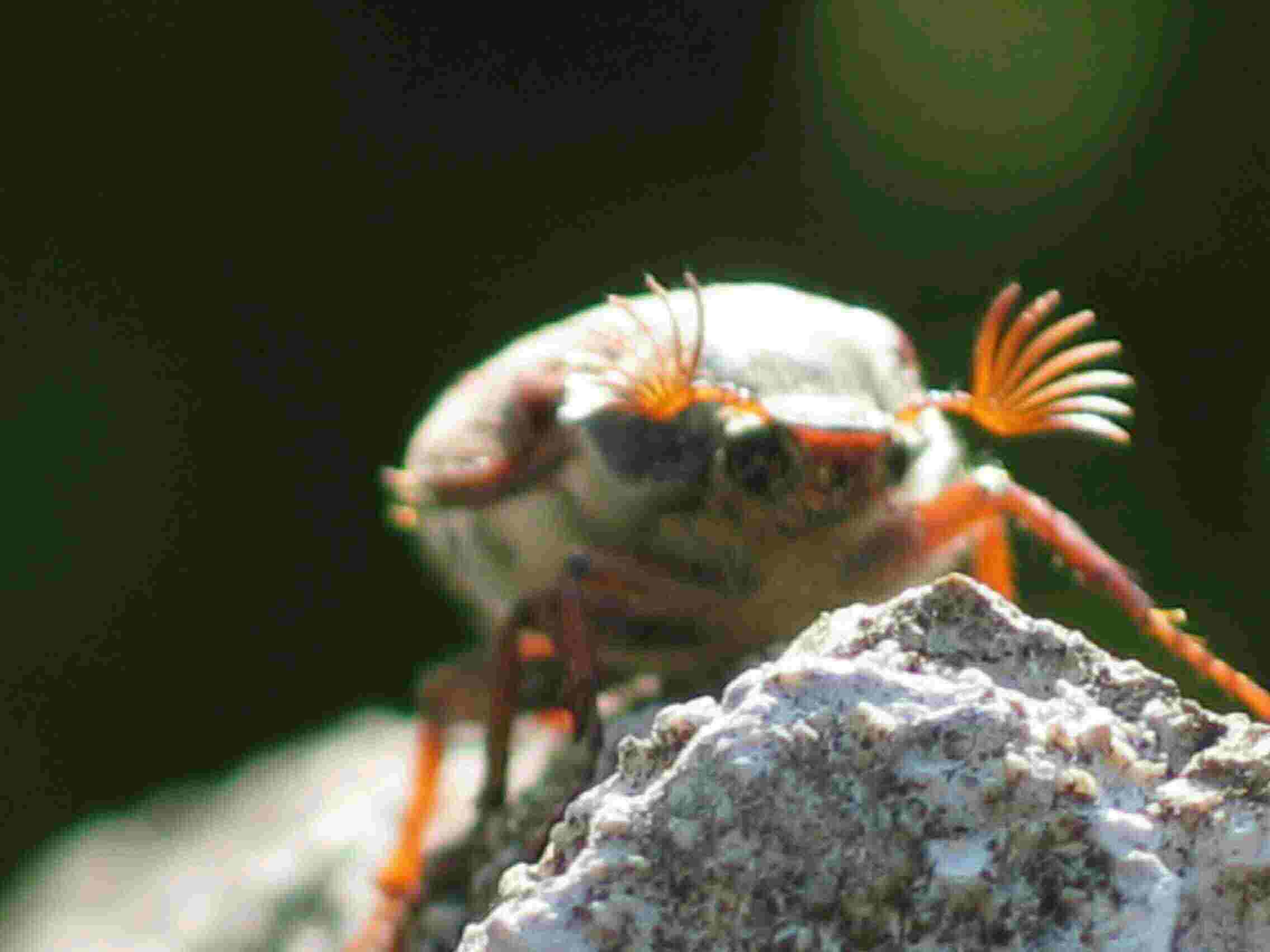 Maik&auml;fer
