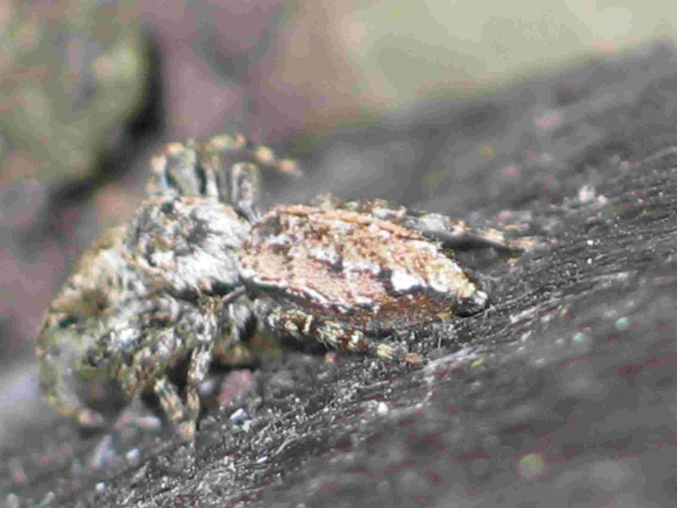 Spinne mit Spinnenbeute